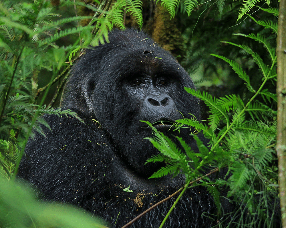 3 Days Rwanda gorilla trekking Safari