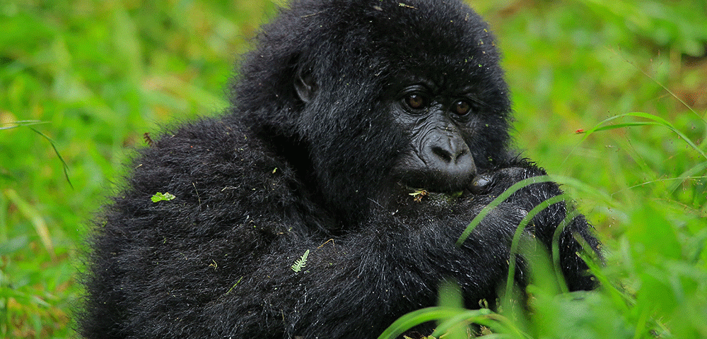 6-Day Rwanda–Uganda Gorilla & Chimpanzee Trekking Safari