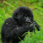 6-Day Rwanda–Uganda Gorilla & Chimpanzee Trekking Safari