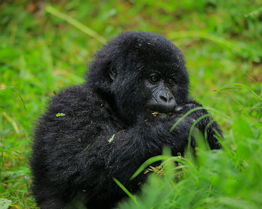 11 Days Wildlife, Gorilla & Chimpanzee Tracking Safari-Uganda