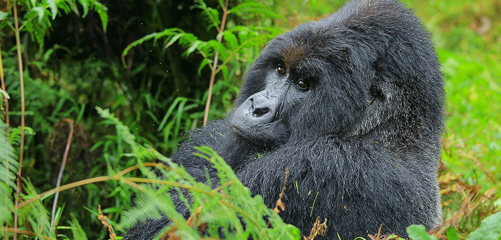 How Safe is Uganda