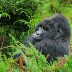 How Safe is Uganda