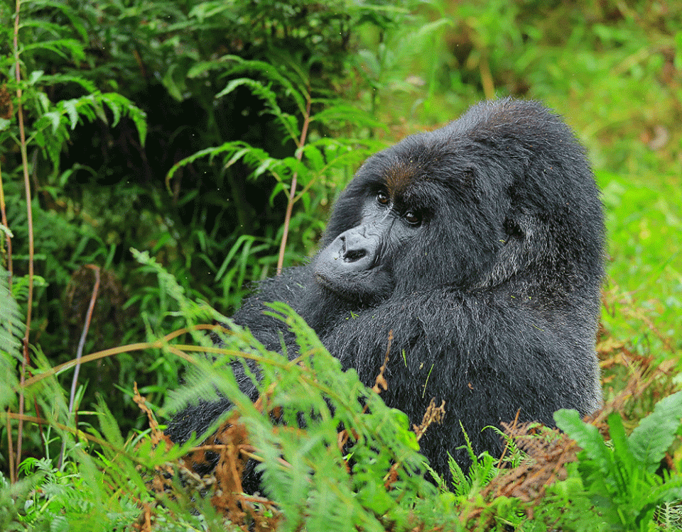 How Safe is Uganda