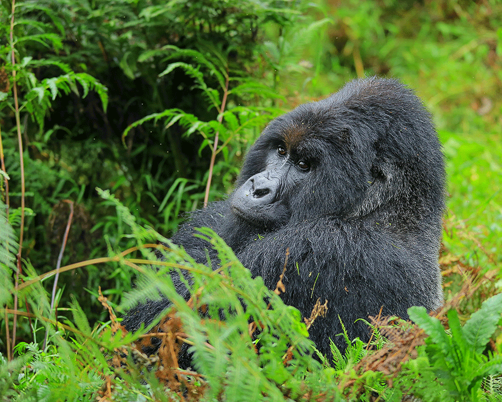 10 Day unforgettable wildlife & Gorilla Tracking Adventure