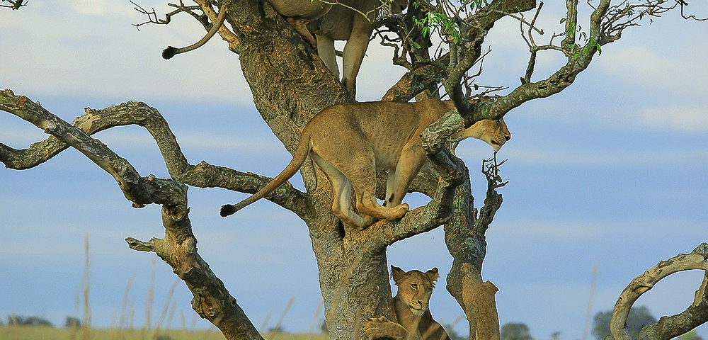 Tree Climbing Lions of Murchison Falls