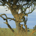 Tree Climbing Lions of Murchison Falls