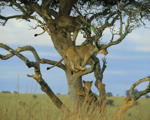 Tree Climbing Lions of Murchison Falls