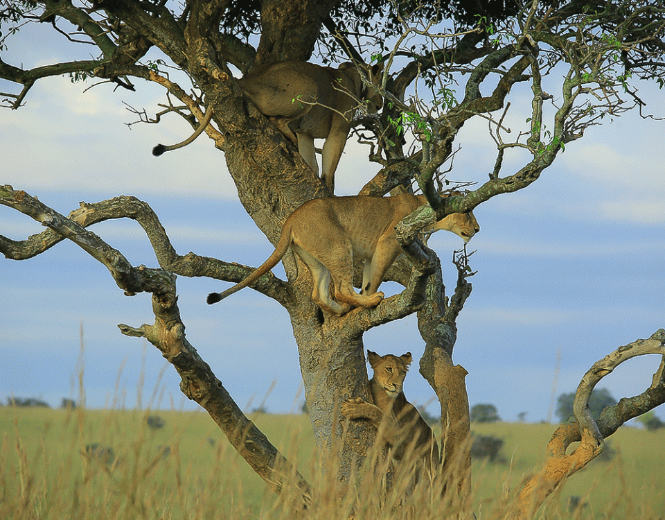 Tree Climbing Lions of Murchison Falls