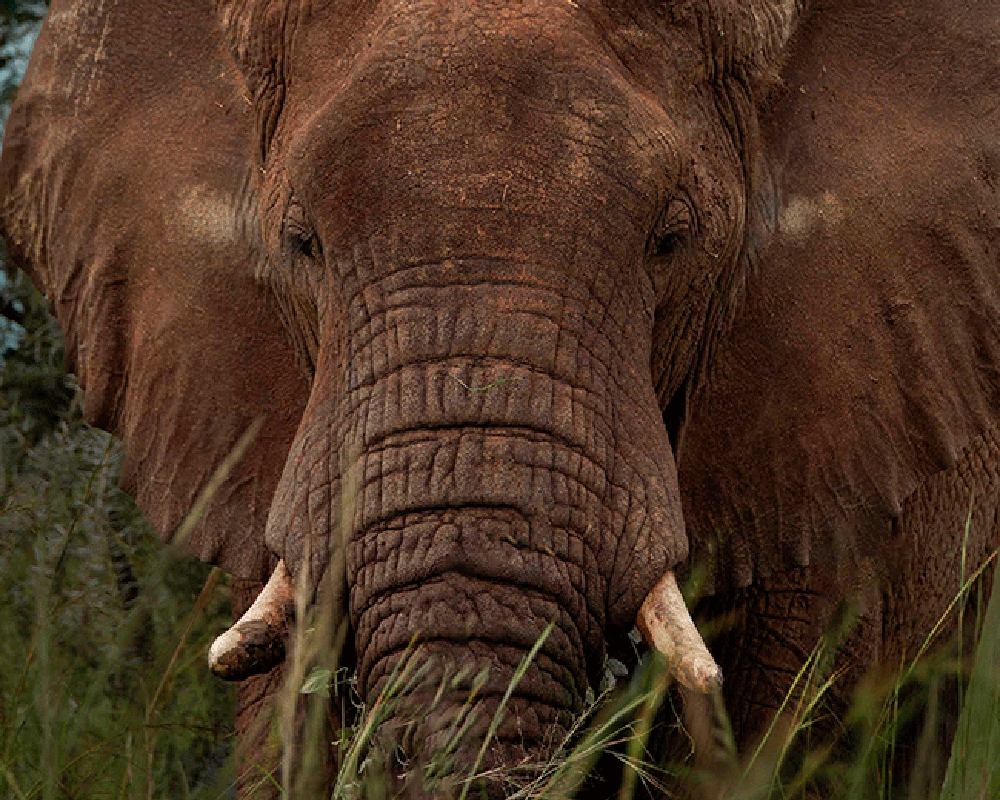 9 Days Wildlife Encounter to Kidepo Valley National Park