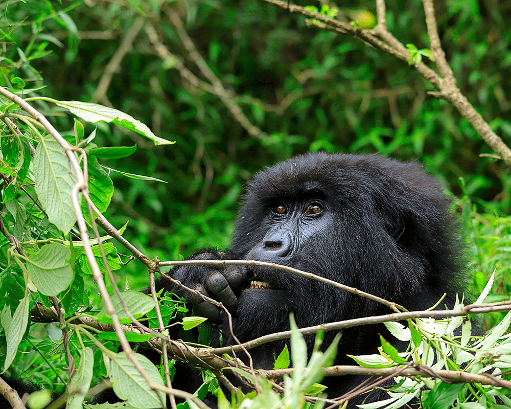 8 Days Uganda & Rwanda Tour