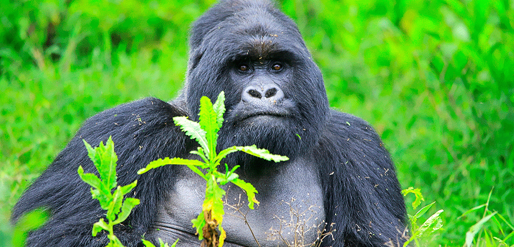 Gorilla Trekking From Kigali
