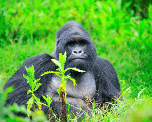 Gorilla Trekking From Kigali