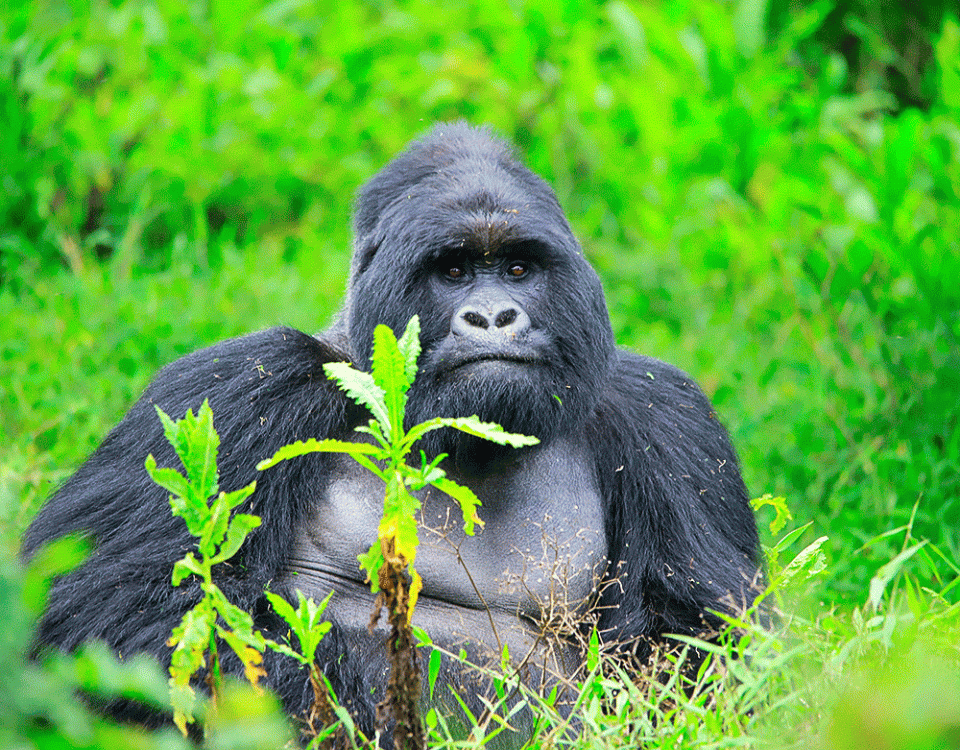 Gorilla Trekking From Kigali