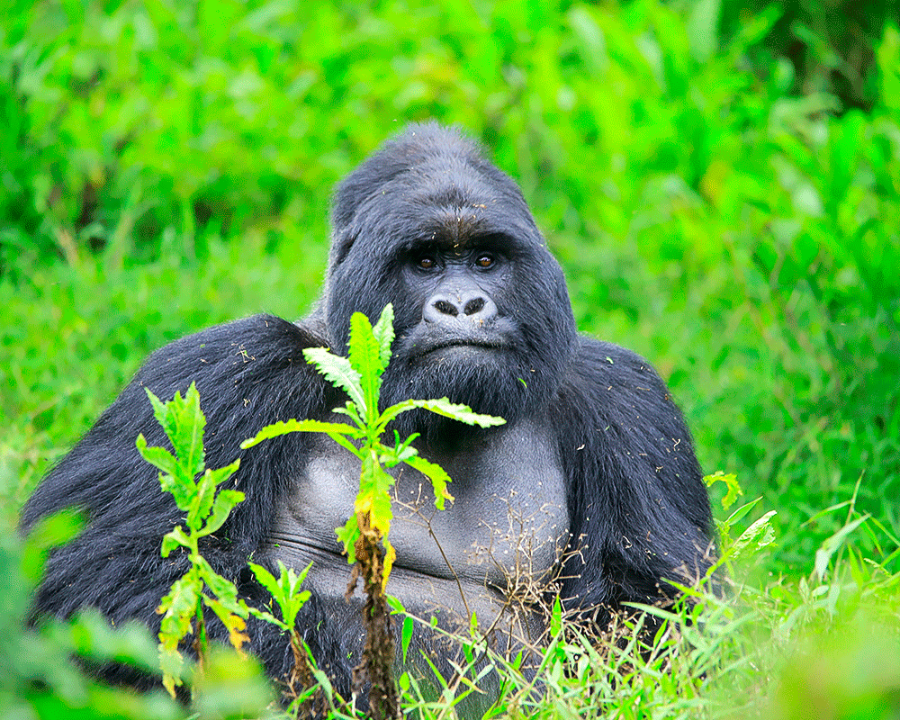 8 Days Ultimate Chimpanzee Tracking