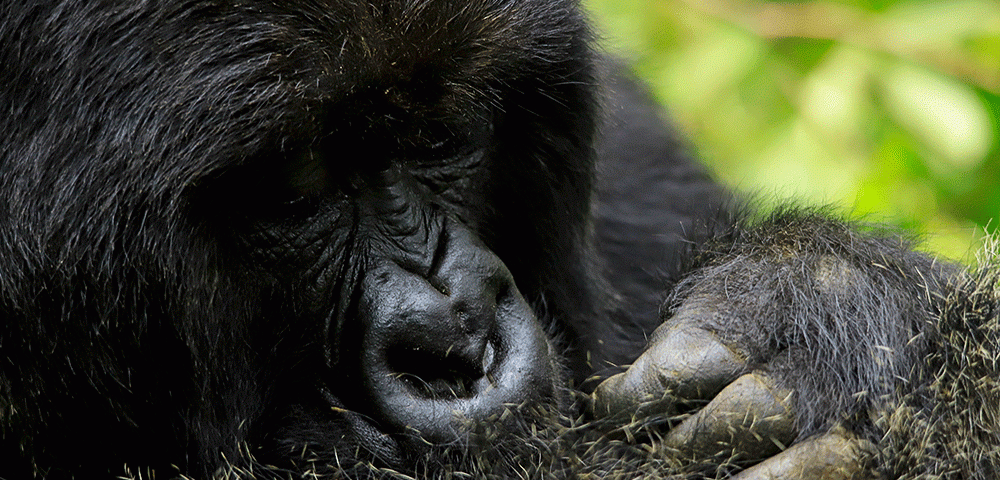 Bwindi Gorilla Permit
