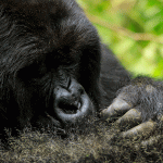 Bwindi Gorilla Permit