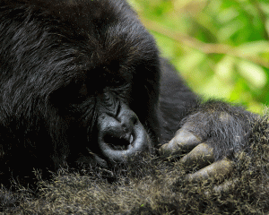 Bwindi Gorilla Permit