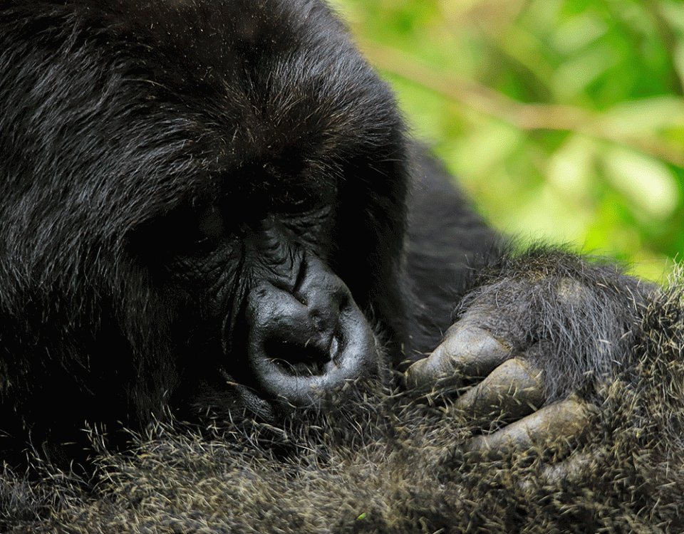 Bwindi Gorilla Permit