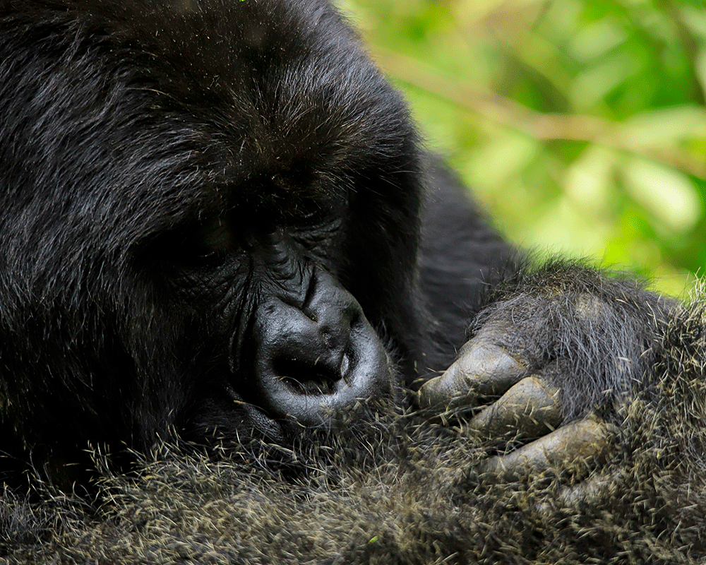 4 Days Bwindi Gorillas & Mount Bisoke Hike