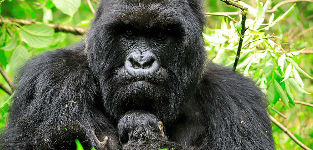 Gorilla Trekking In Volcanoes