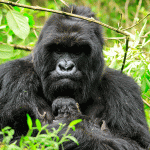Gorilla Trekking In Volcanoes