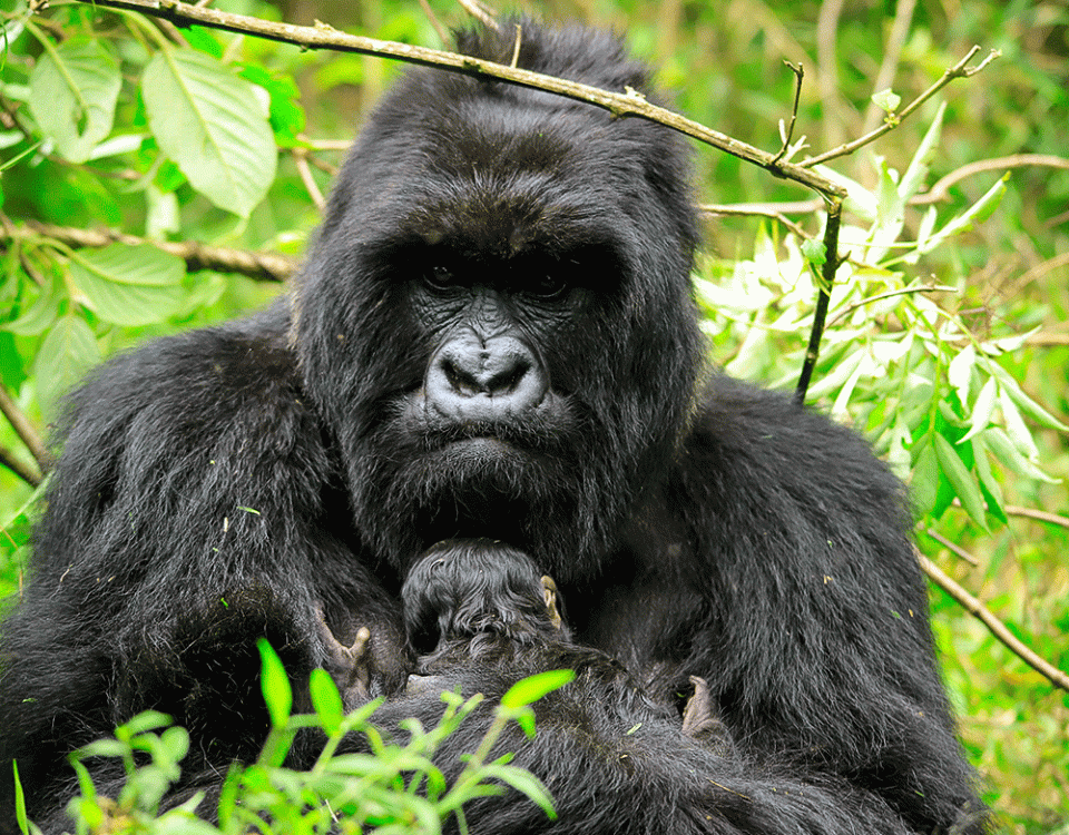 Gorilla Trekking In Volcanoes