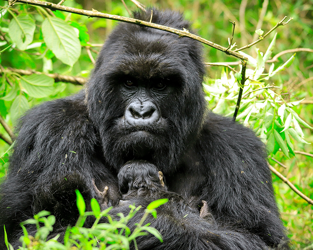 3 Days Uganda Gorillas & Rwanda Monkeys